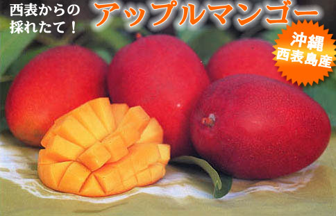 aセット 沖縄 西表島産 アップルマンゴー 約1kg 2 3個 30 03 通信販売 aセット 沖縄 西表島産 アップルマンゴー 約1kg 2 3個 30 03 通信販売